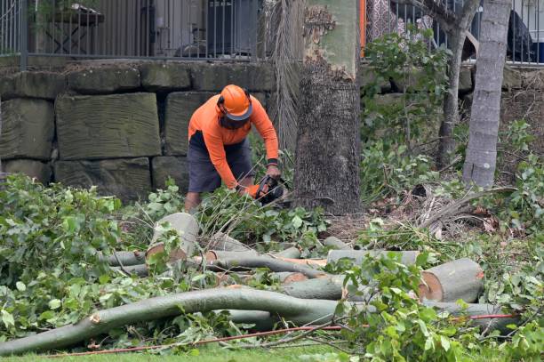 How Our Tree Care Process Works  in  New Middletown, OH